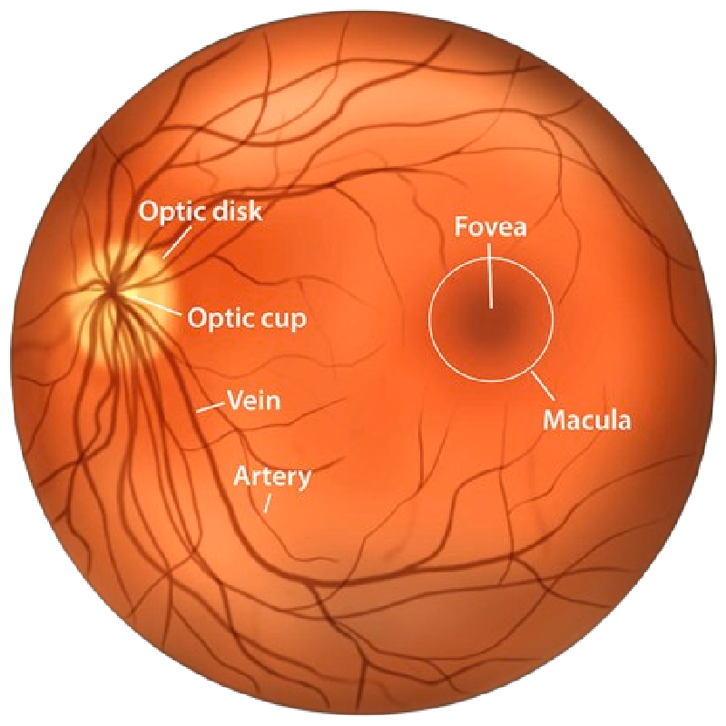 Retina